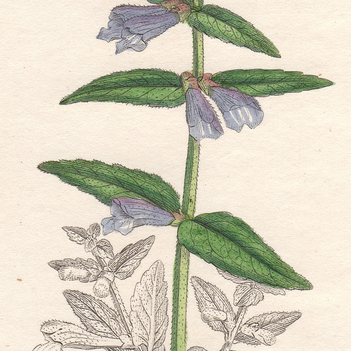 Sowerby English Botany hand-colored engraving