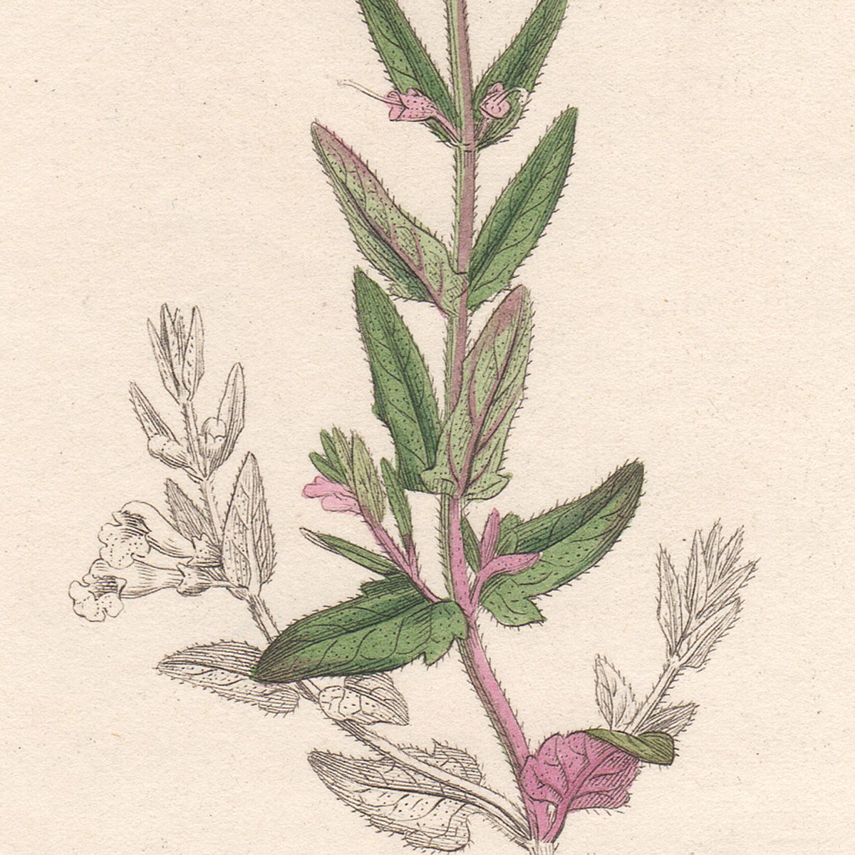 Sowerby English Botany hand-colored engraving