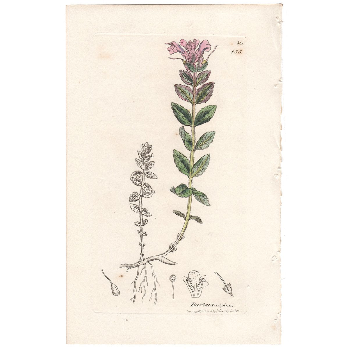 Sowerby Botany Plate 855 Alpine Bartsia