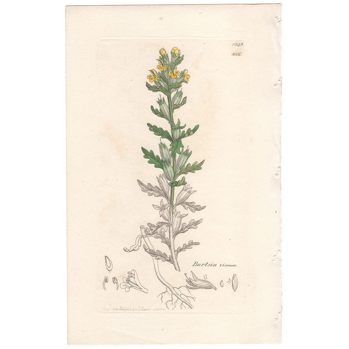 Sowerby Botany Plate 856 Yellow viscid Bartsia