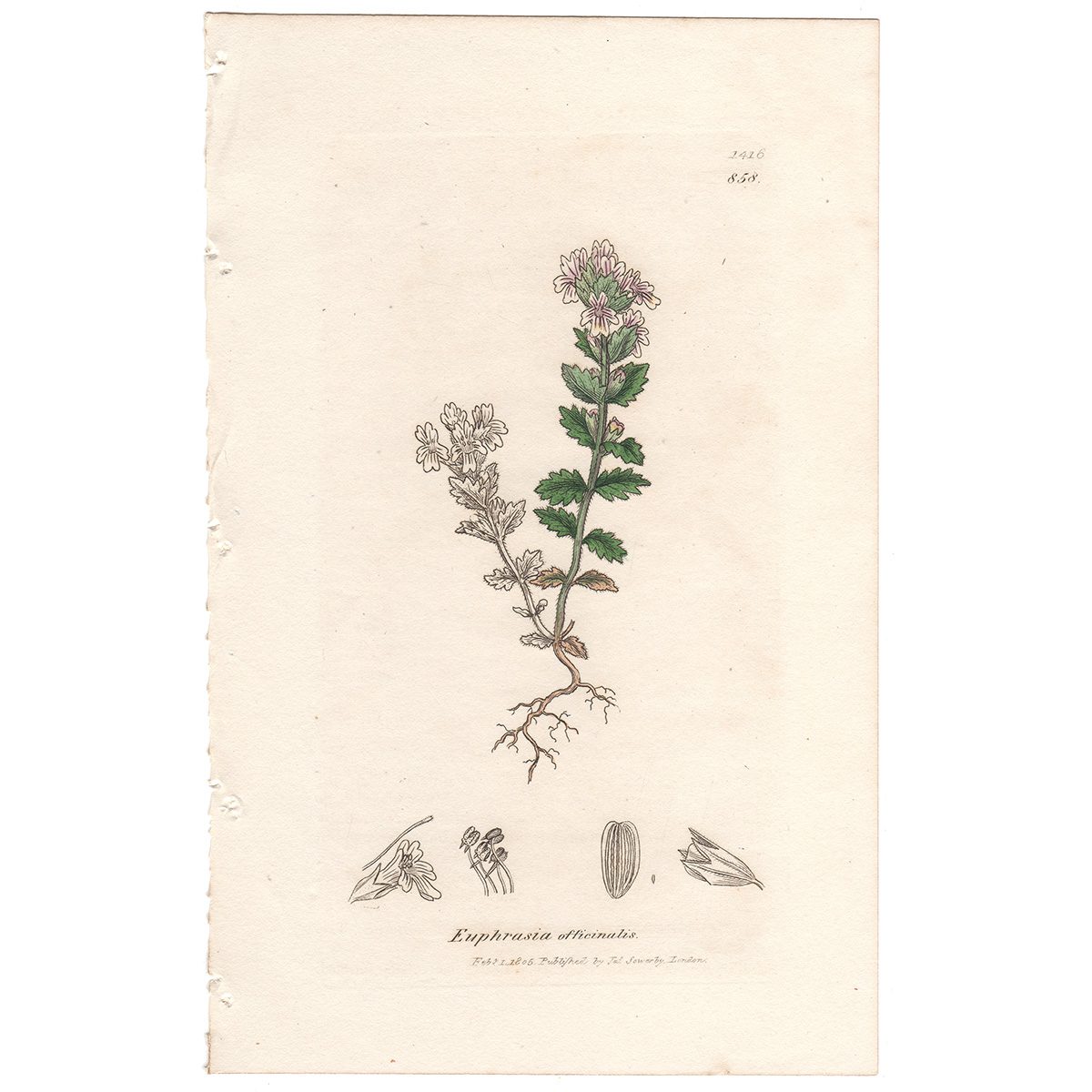 Sowerby Botany Plate 858 Common Eye Bright