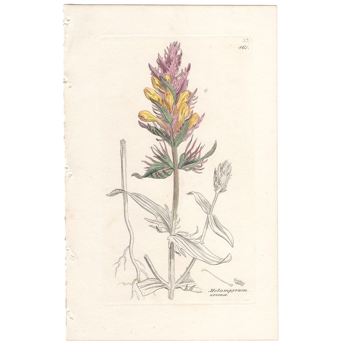 Sowerby Botany Plate 861 Purple Cow-Wheat