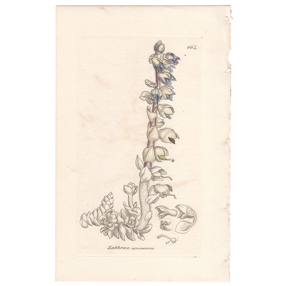 Sowerby Botany Plate 864 Greater Tooth-wort