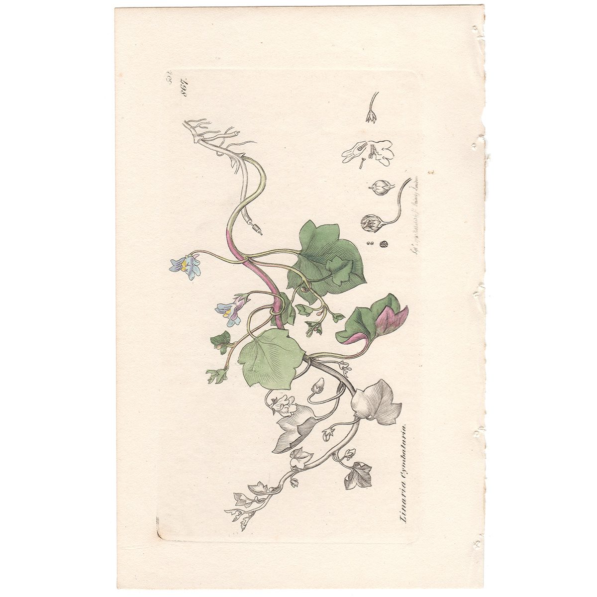 Sowerby Botany Plate 867 Ivy-leaved Toad-Flax