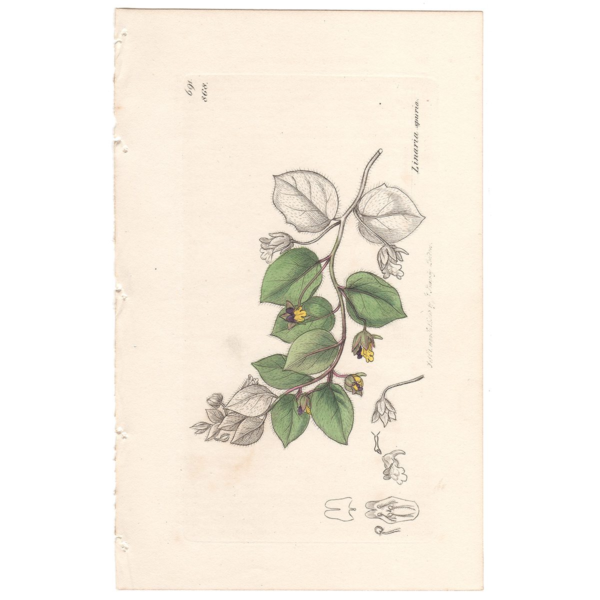 Sowerby Botany Plate 868 Round-leaved Fluellen, or Toad-Flax