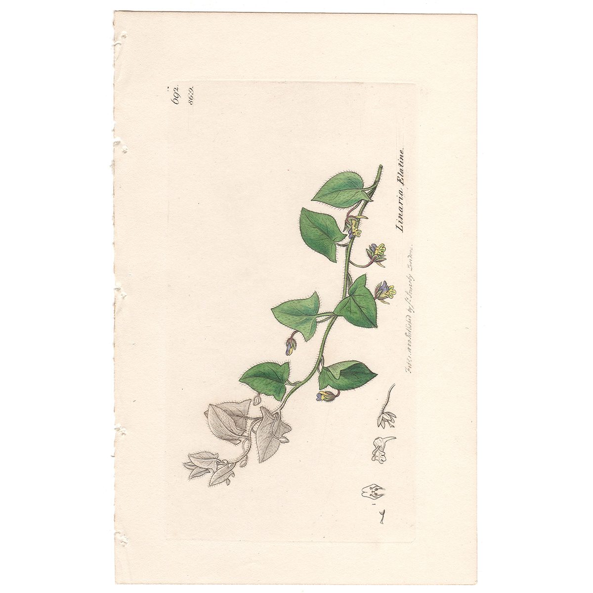 Sowerby Botany Plate 869 Sharp-pointed Fluellen, or Toad-Flax