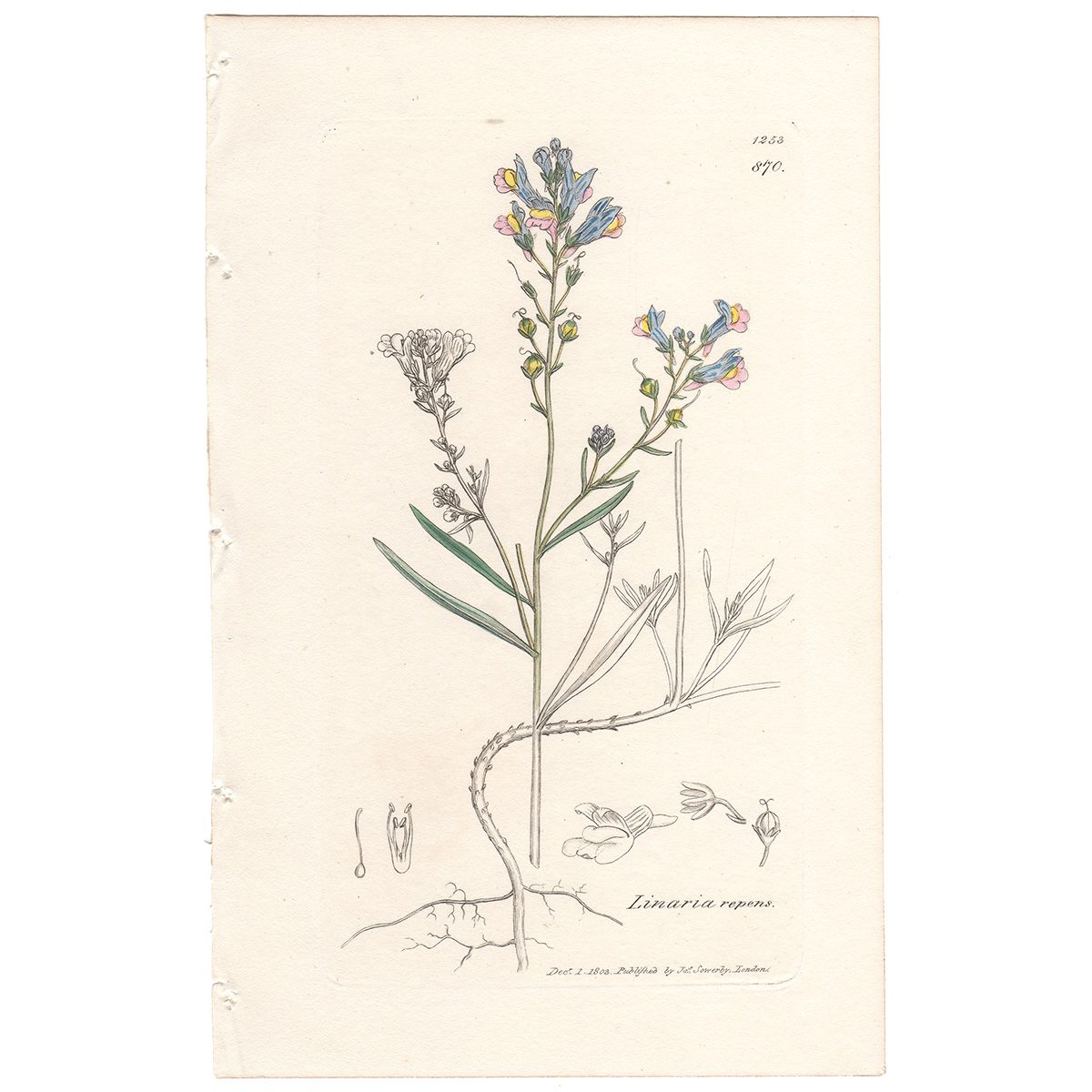 Sowerby Botany Plate 870 Creeping pale blue Toad-Flax