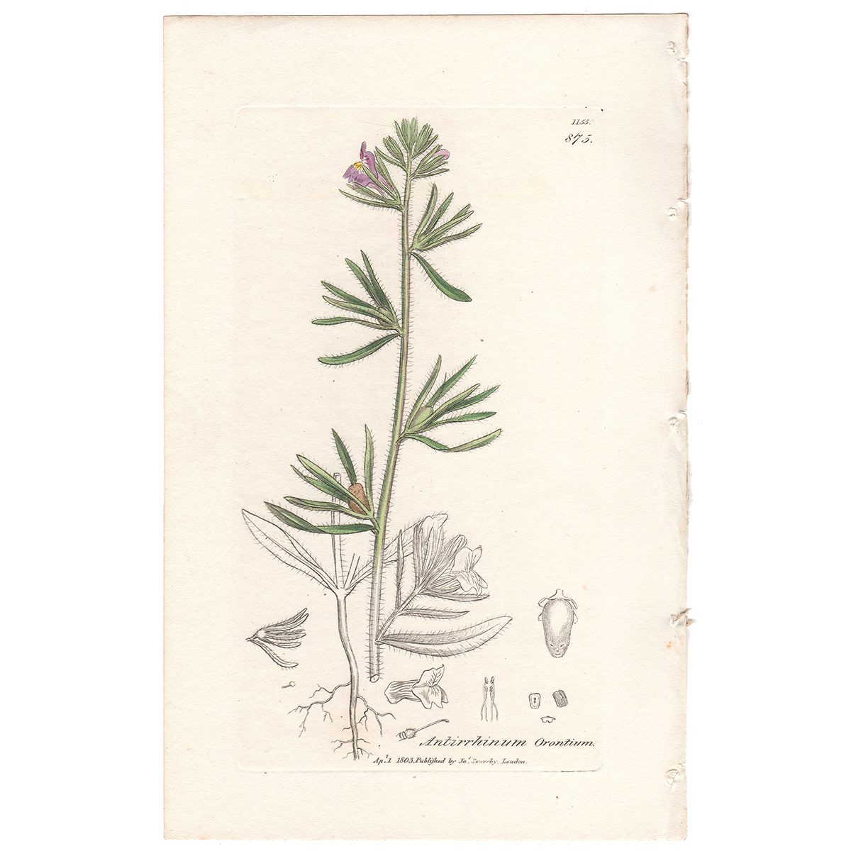 Sowerby Botany Plate 875 Lesser Snapdragon, Calf's-snout