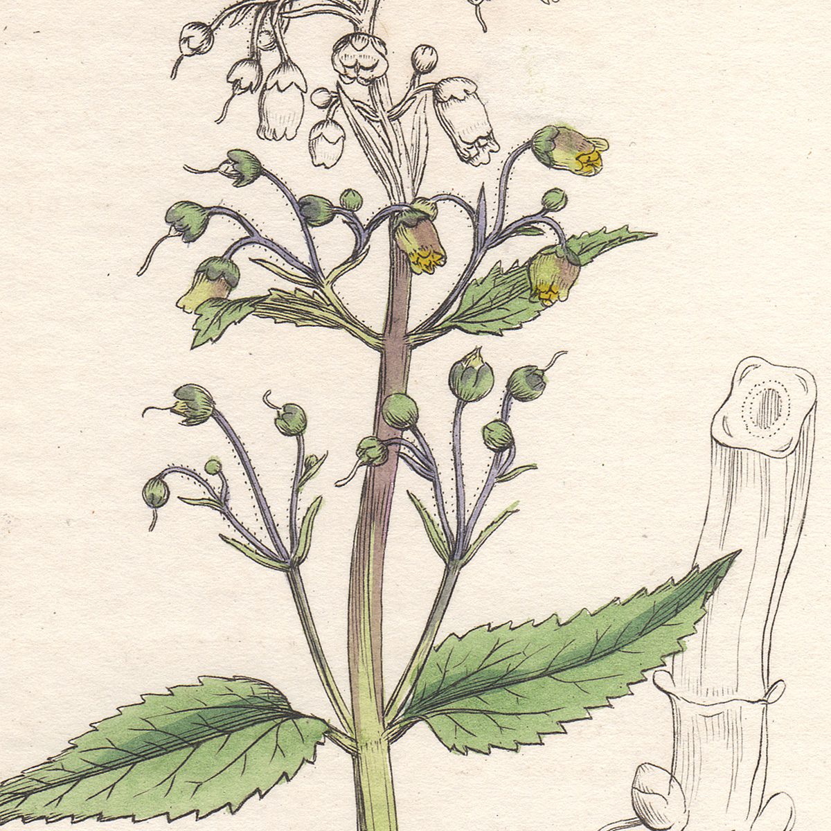 Sowerby English Botany hand-colored engraving