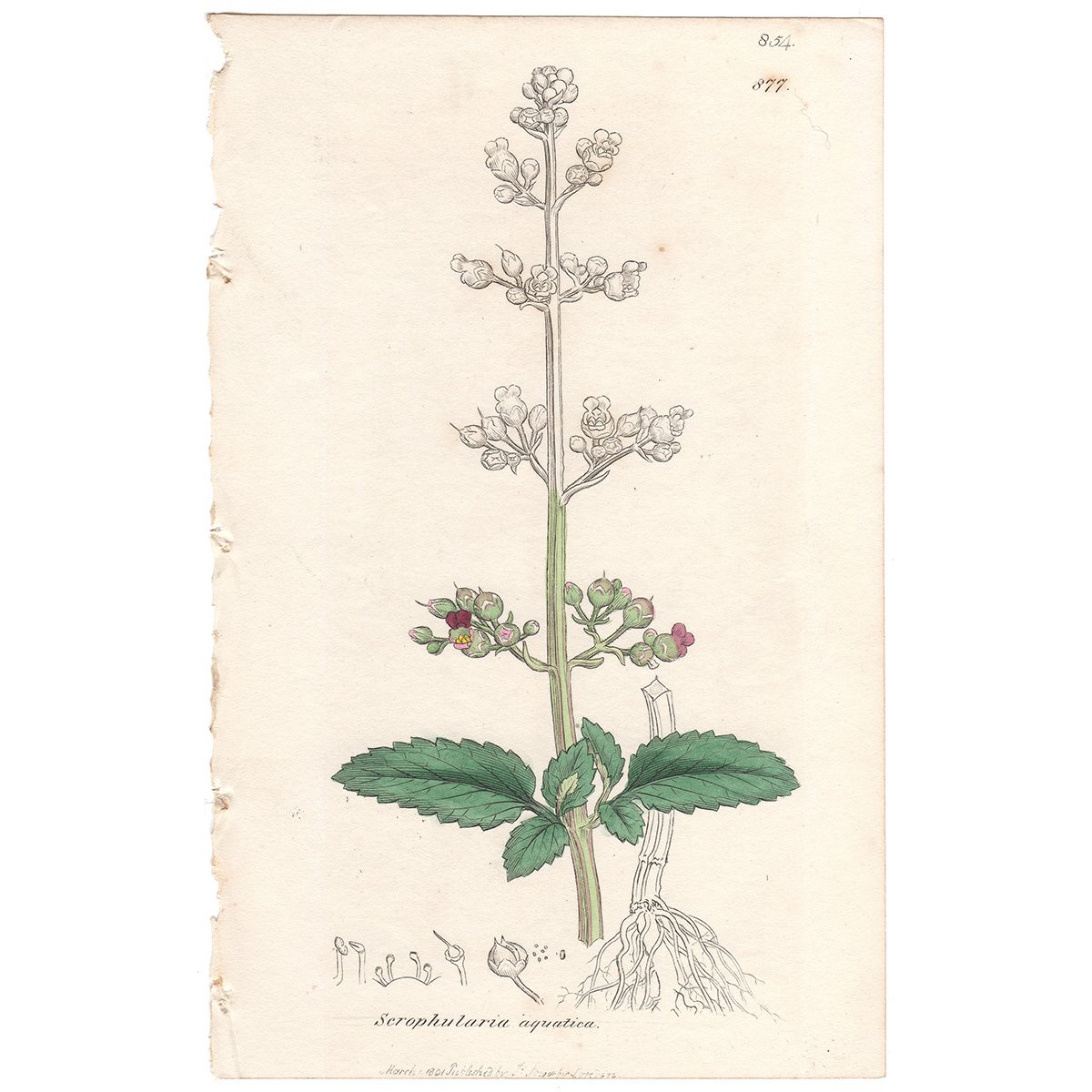 Sowerby Botany Plate 877 Water Fig-wort, Water-Betony