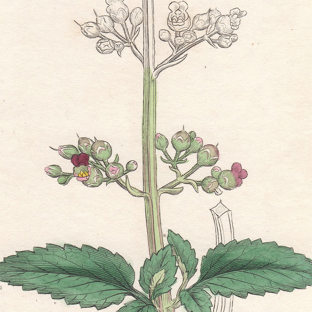 Sowerby English Botany hand-colored engraving