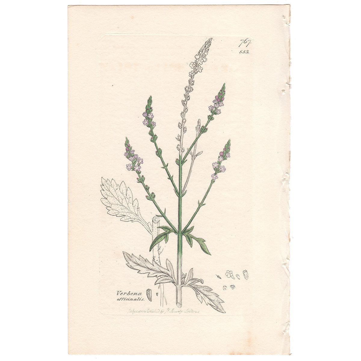 Sowerby Botany Plate 883 Common Vervain