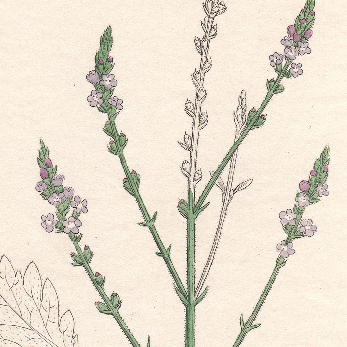 Sowerby Botany Plate 883 Common Vervain - Image 2