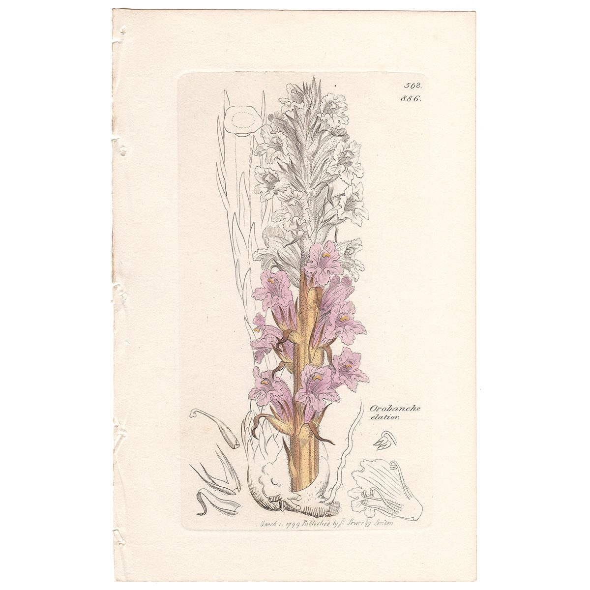 Sowerby Botany Plate 886 Tall Broom-rape