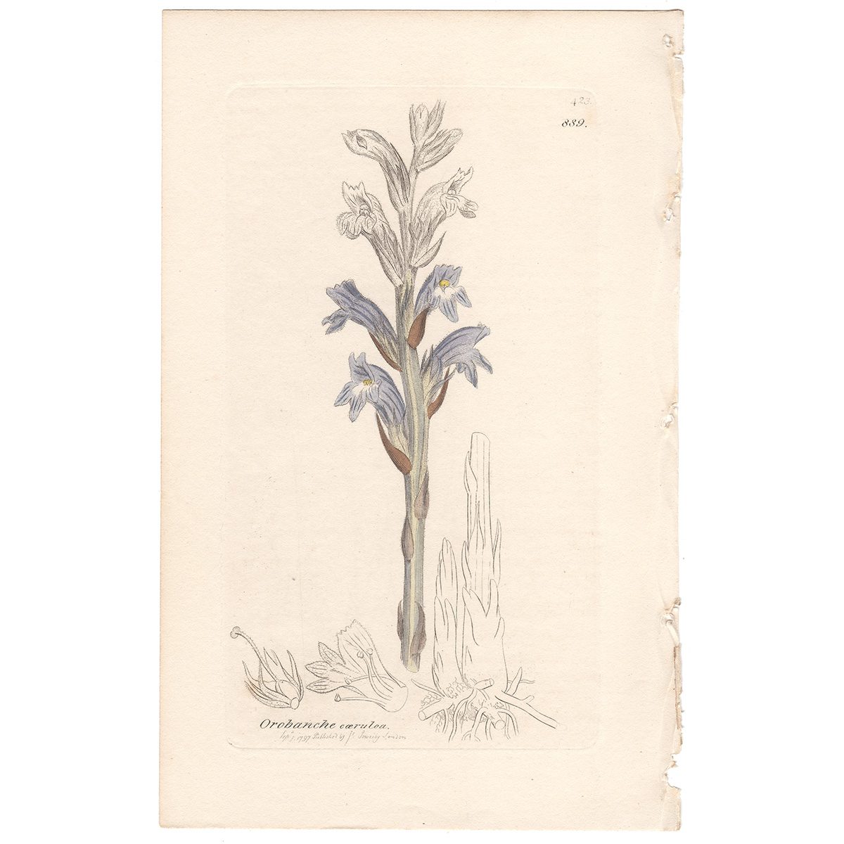 Sowerby Botany Plate 889 Purple Broom-rape