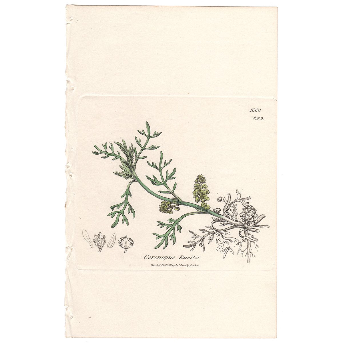 Sowerby Botany Plate 893 Common Wart-cress, Swine's-cress