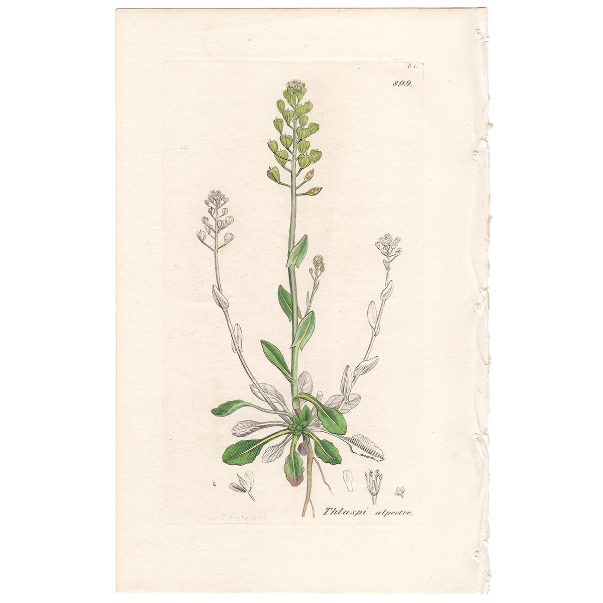 Sowerby Botany Plate 899 Alpine Penny-cress