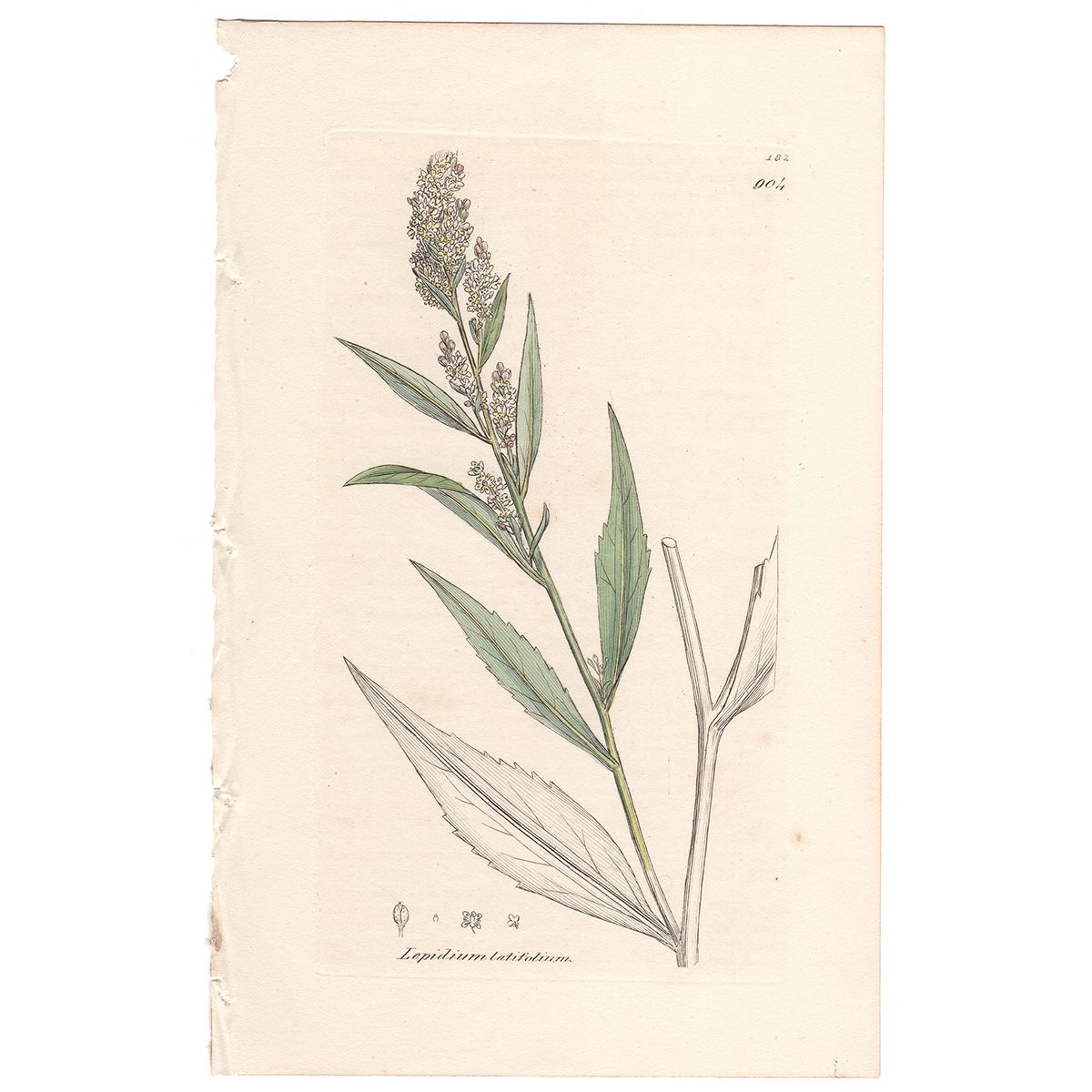 Sowerby Botany Plate 904 Broad-leaved Pepper-wort
