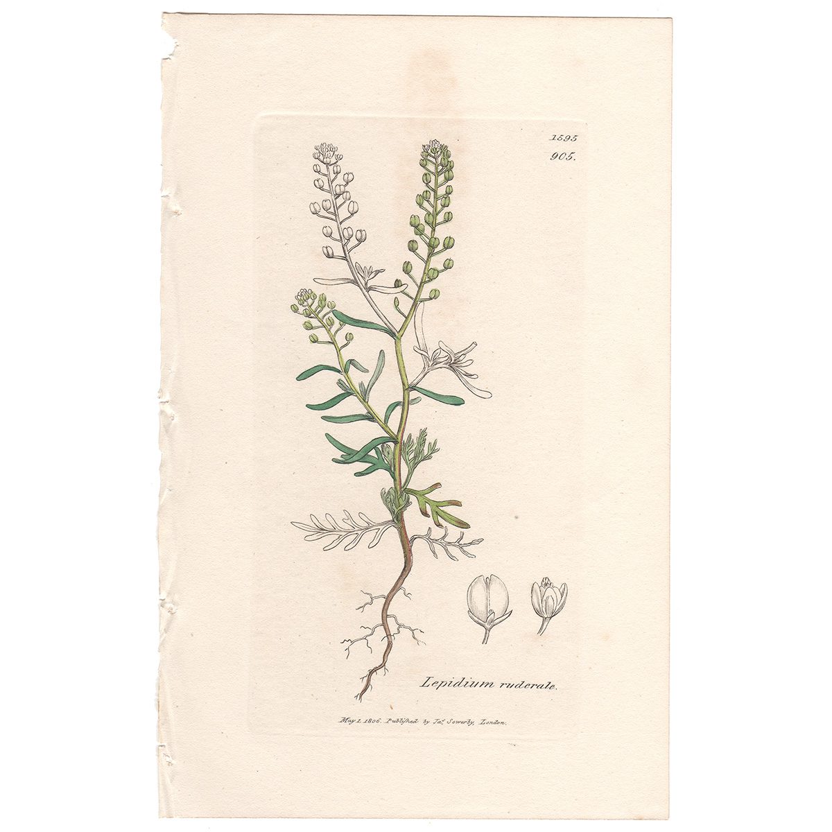 Sowerby Botany Plate 905 Narrow-leaved Pepper-wort