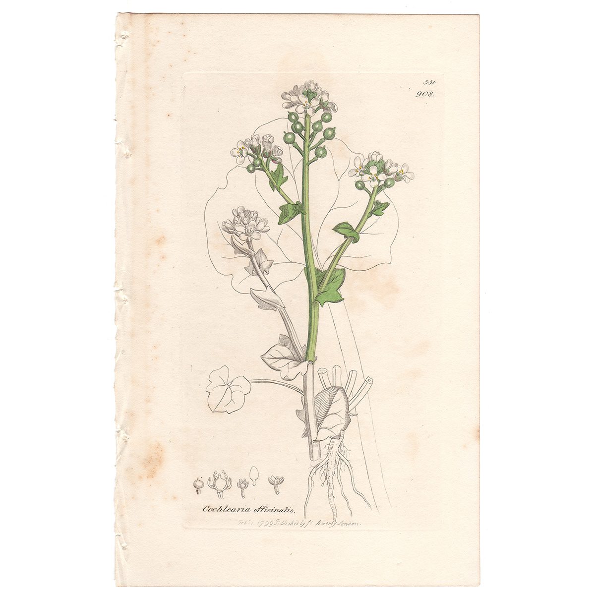 Sowerby Botany Plate 908 Common Scurvy-grass