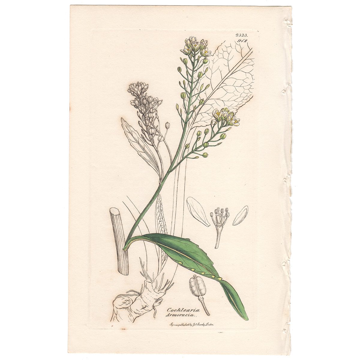 Sowerby Botany Plate 912 Horse-radish