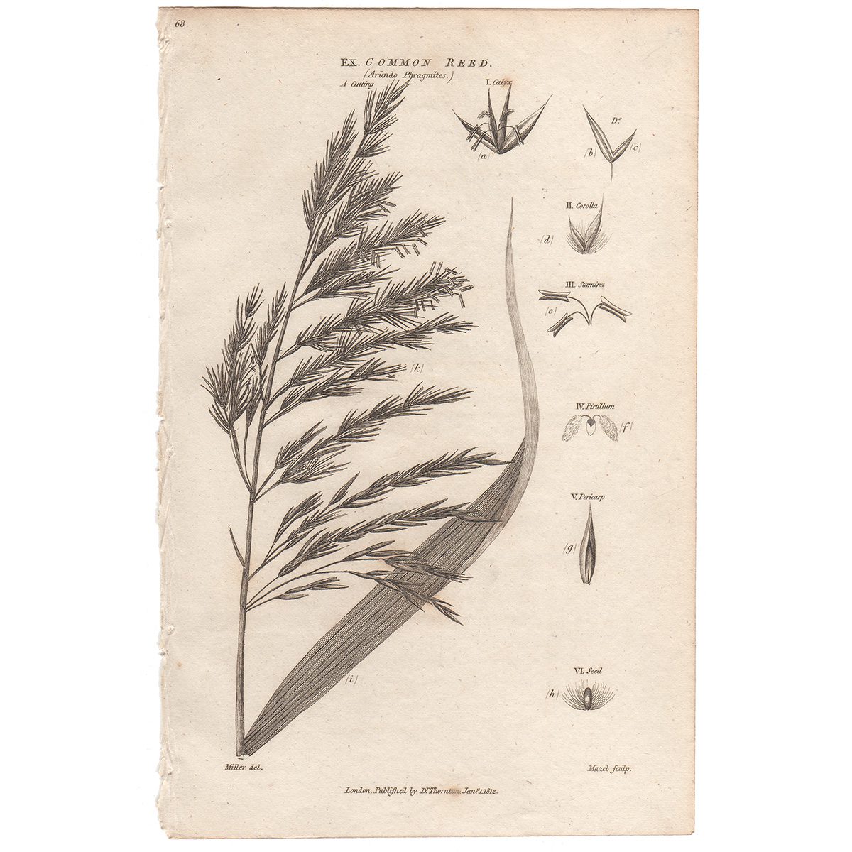 Thornton Flora Plate 49 Common Reed