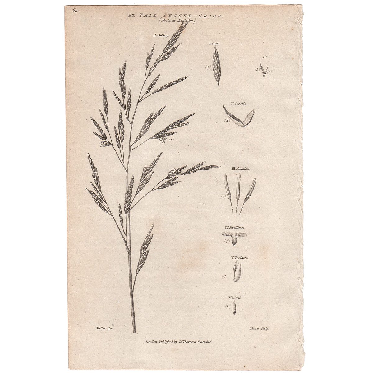 Thornton Flora Plate 50 Tall Fescue-grass