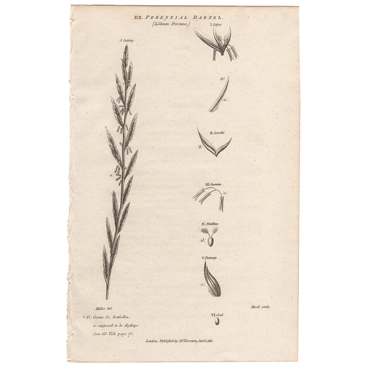 Thornton Flora Plate 51 Perennial Darnel