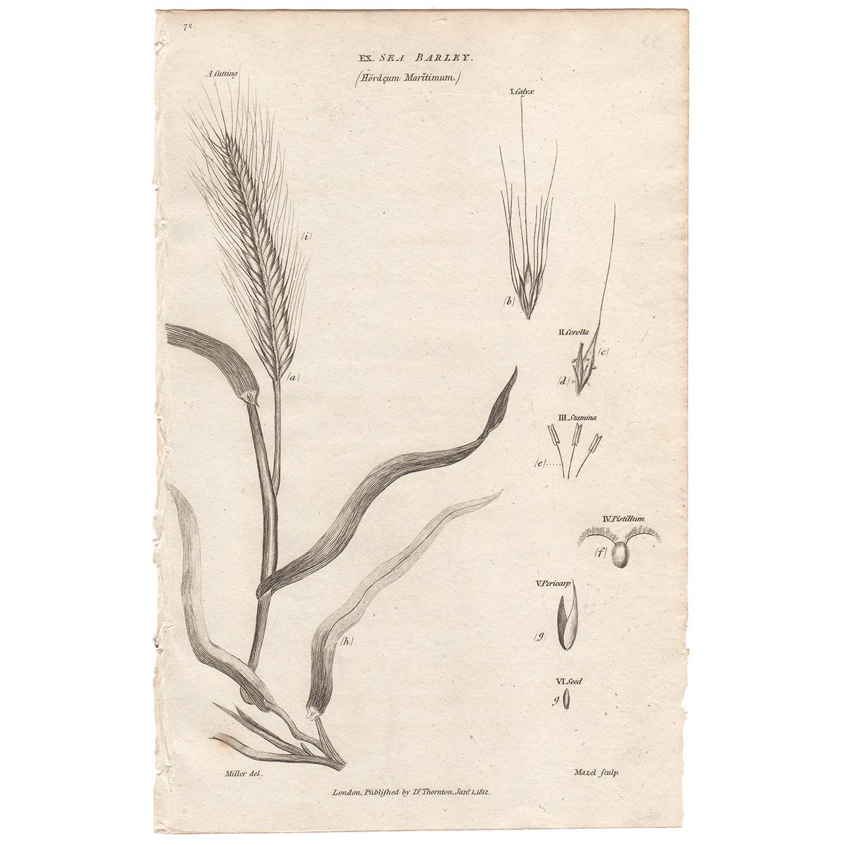 Thornton Flora Plate 53 Sea Barley