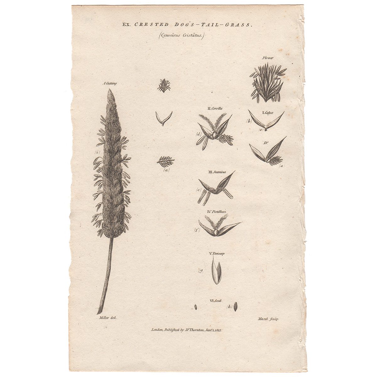 Thornton Flora Plate 54 Crested Dog's-tail-grass