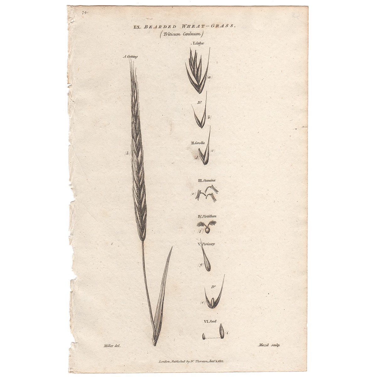 Thornton Flora Plate 55 Bearded Wheat-grass