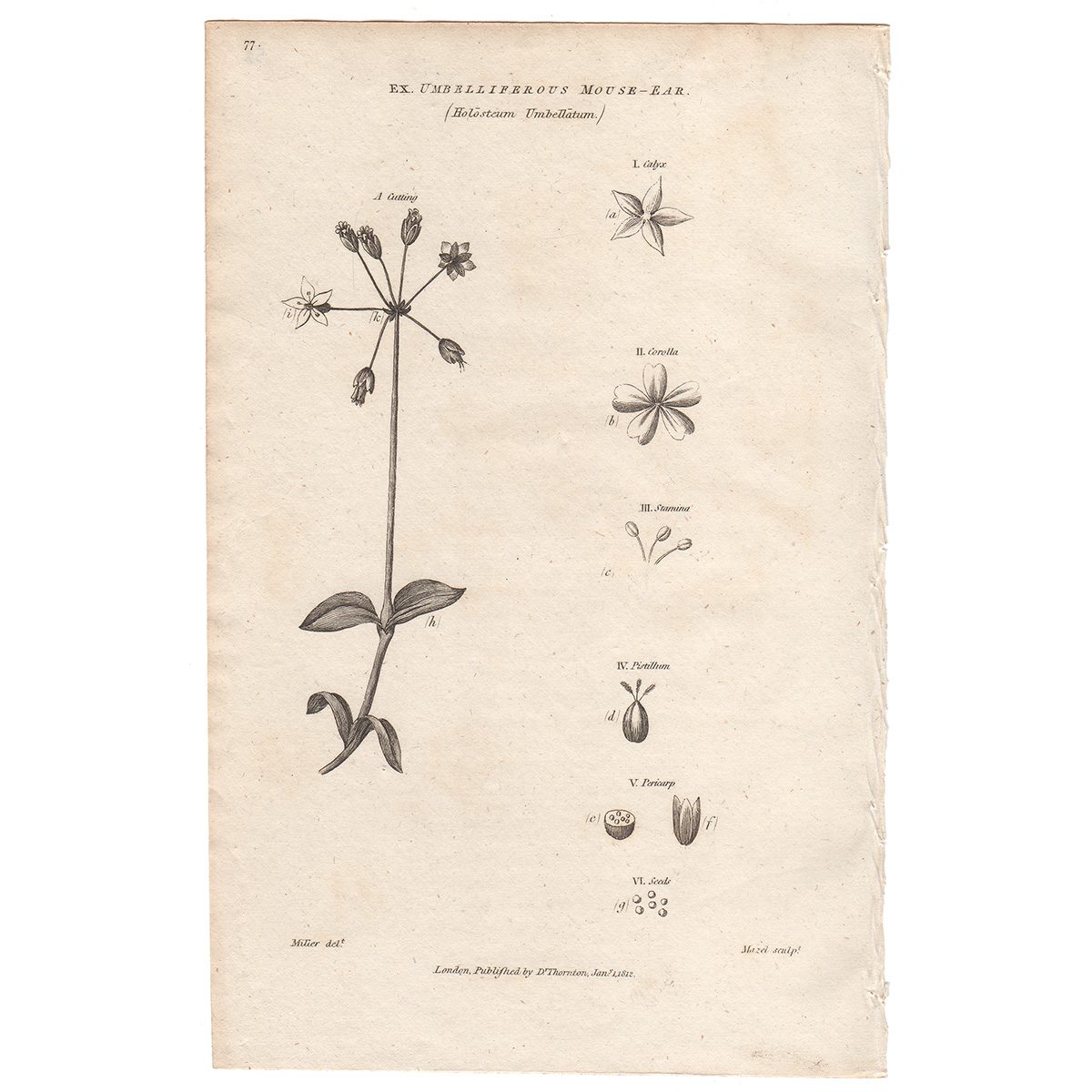Thornton Flora Plate 58 Umbelliferous Mouse-ear