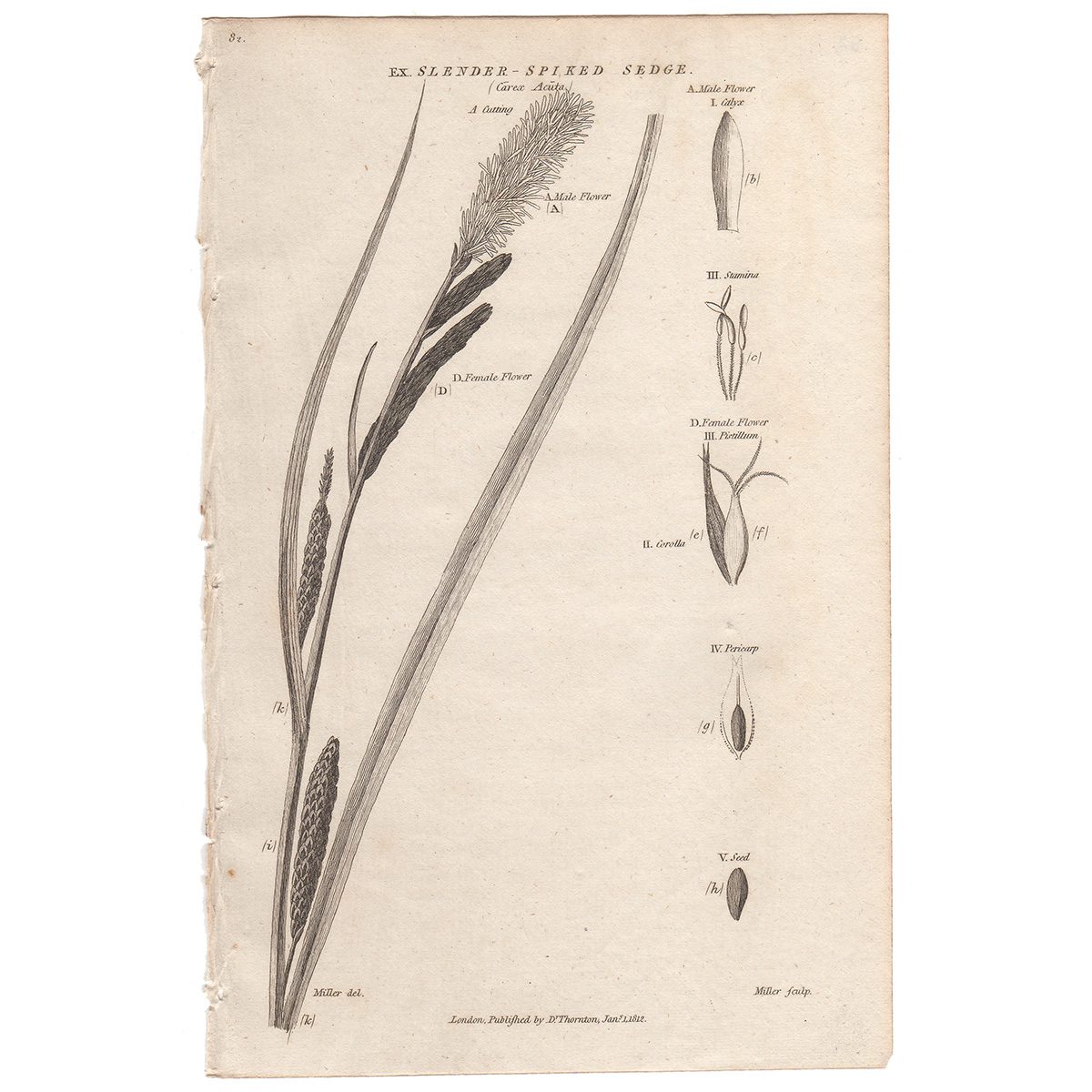 Thornton Flora Plate 63 Slender-spiked Sedge
