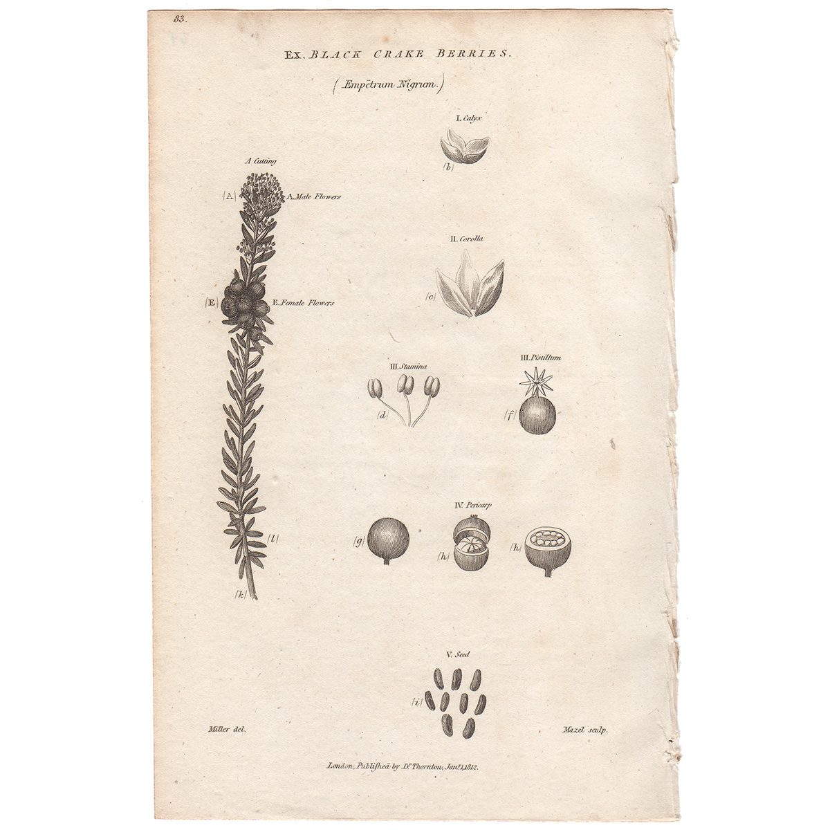 Thornton Flora Plate 64 Black Crake Berries