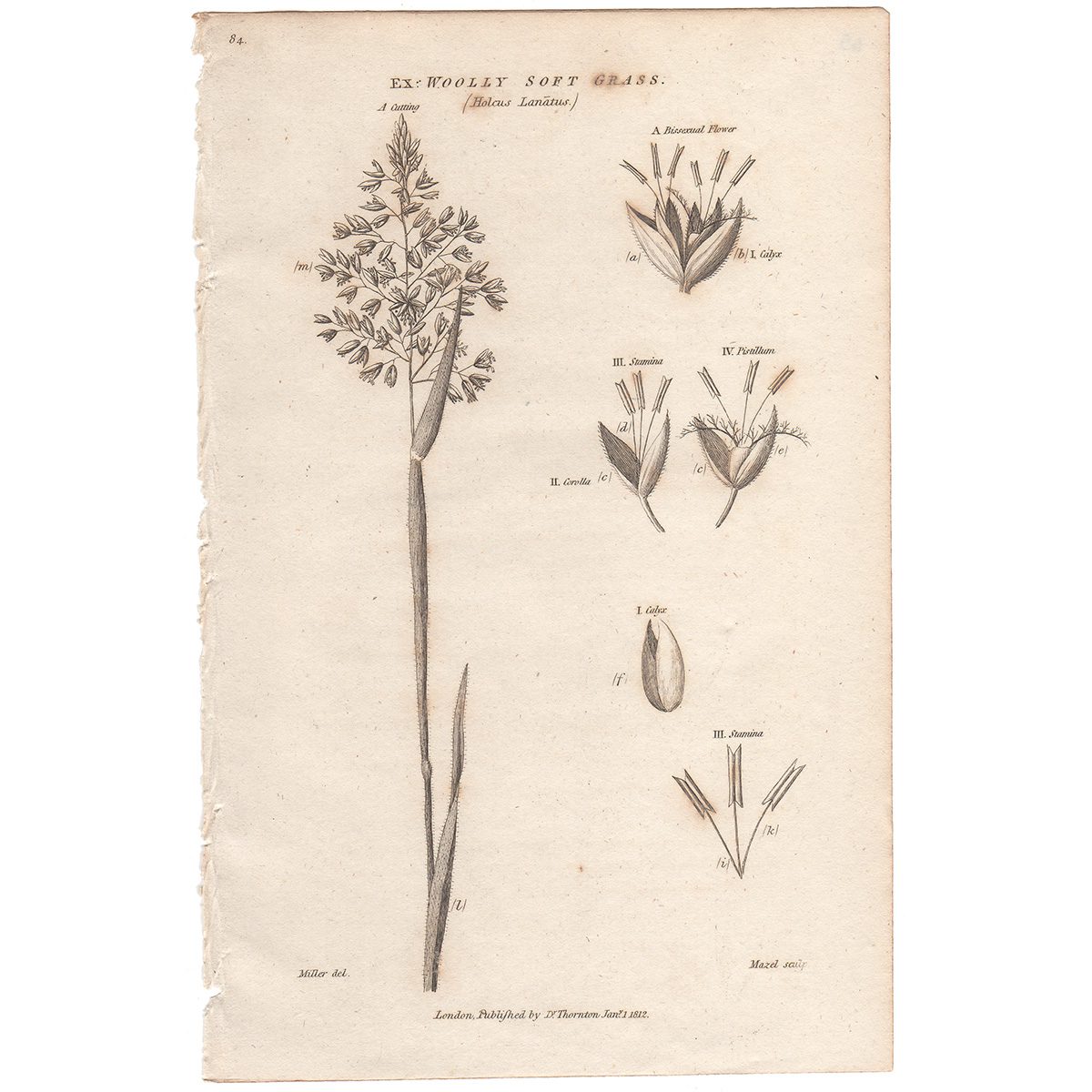 Thornton Flora Plate 65 Woolly Soft Grass