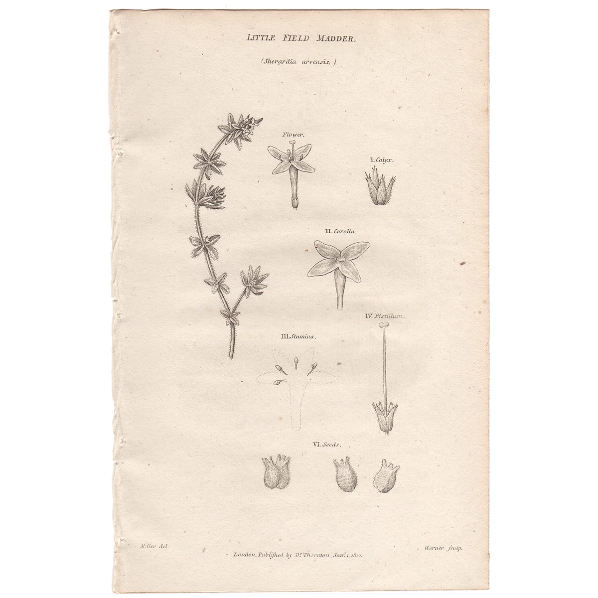 Thornton Flora Plate 72 Little Field Madder