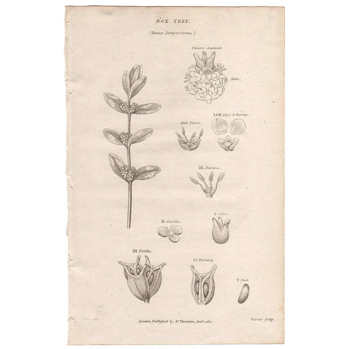 Thornton Flora Plate 88 Box Tree