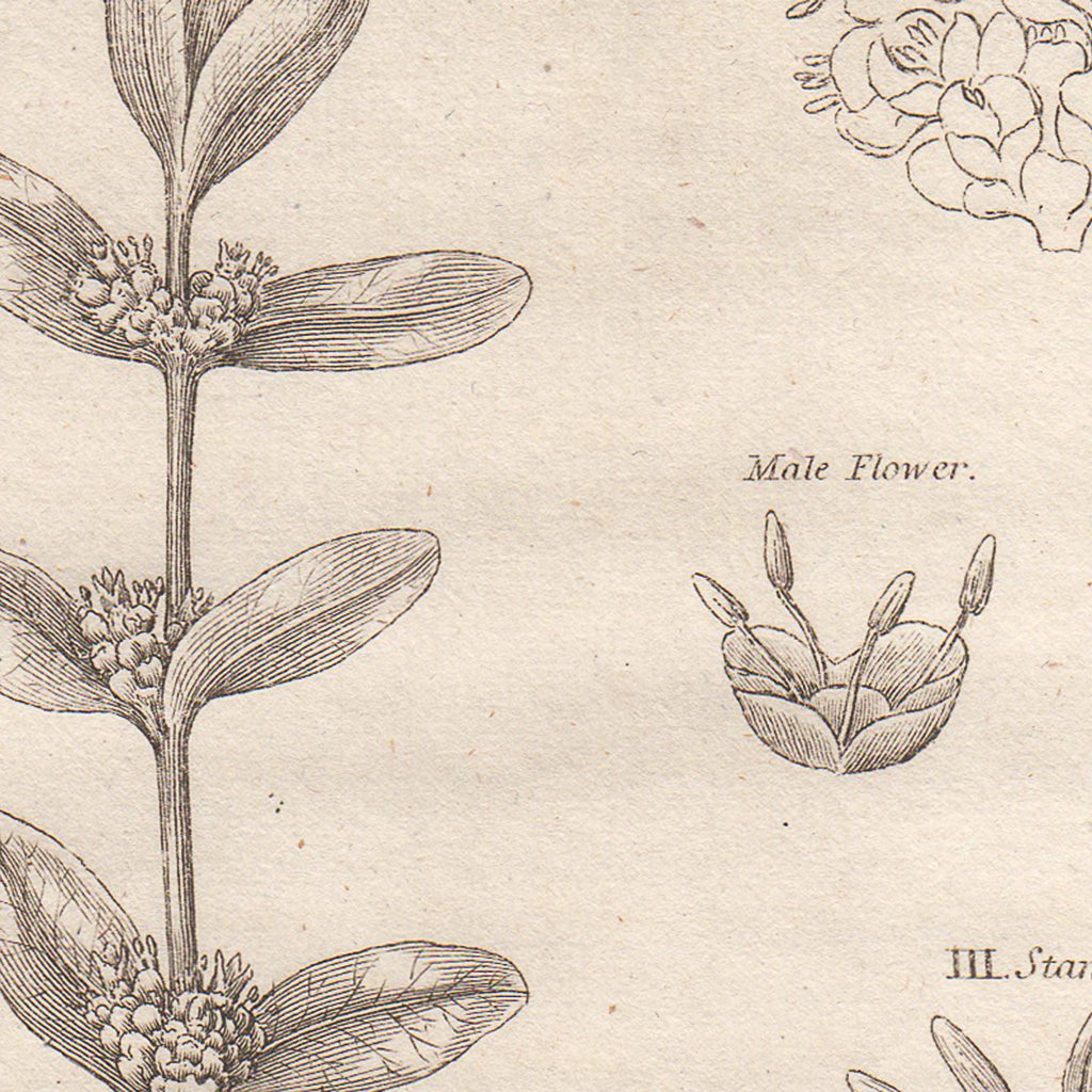 Original antique hand-colored engraving botanical print from Thornton's British Flora