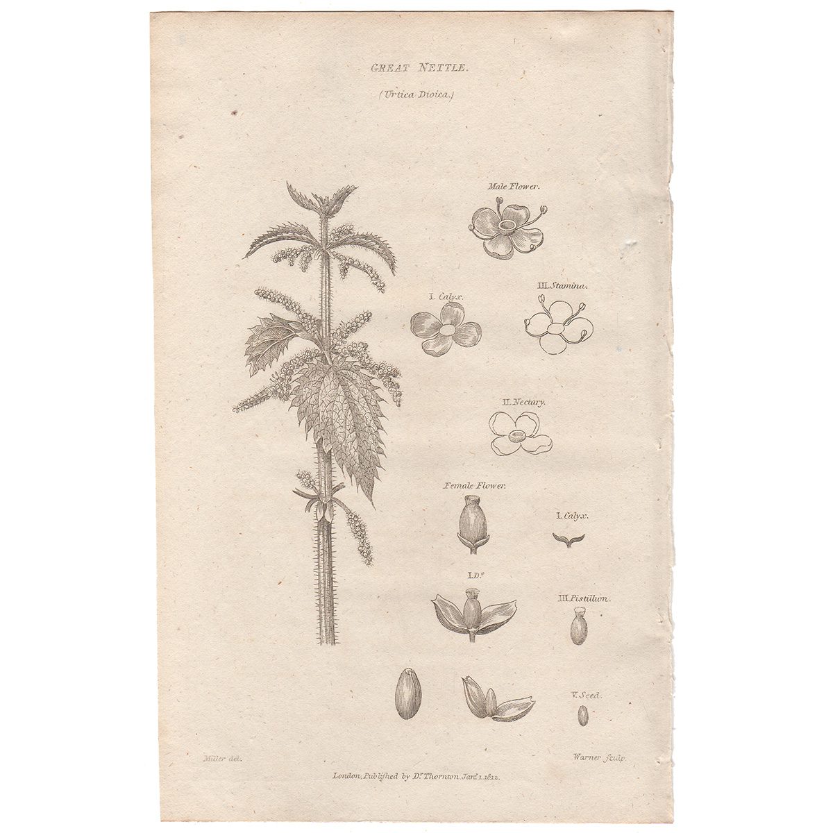 Thornton Flora Plate 91 Great Nettle