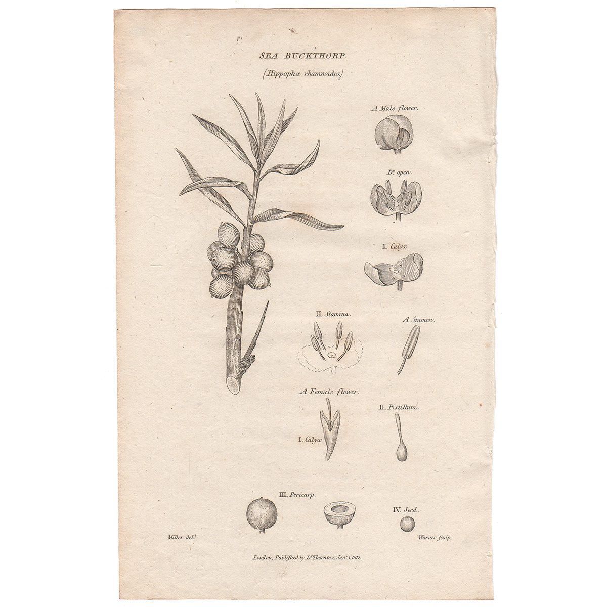Thornton Flora Plate 93 Sea Buckthorp