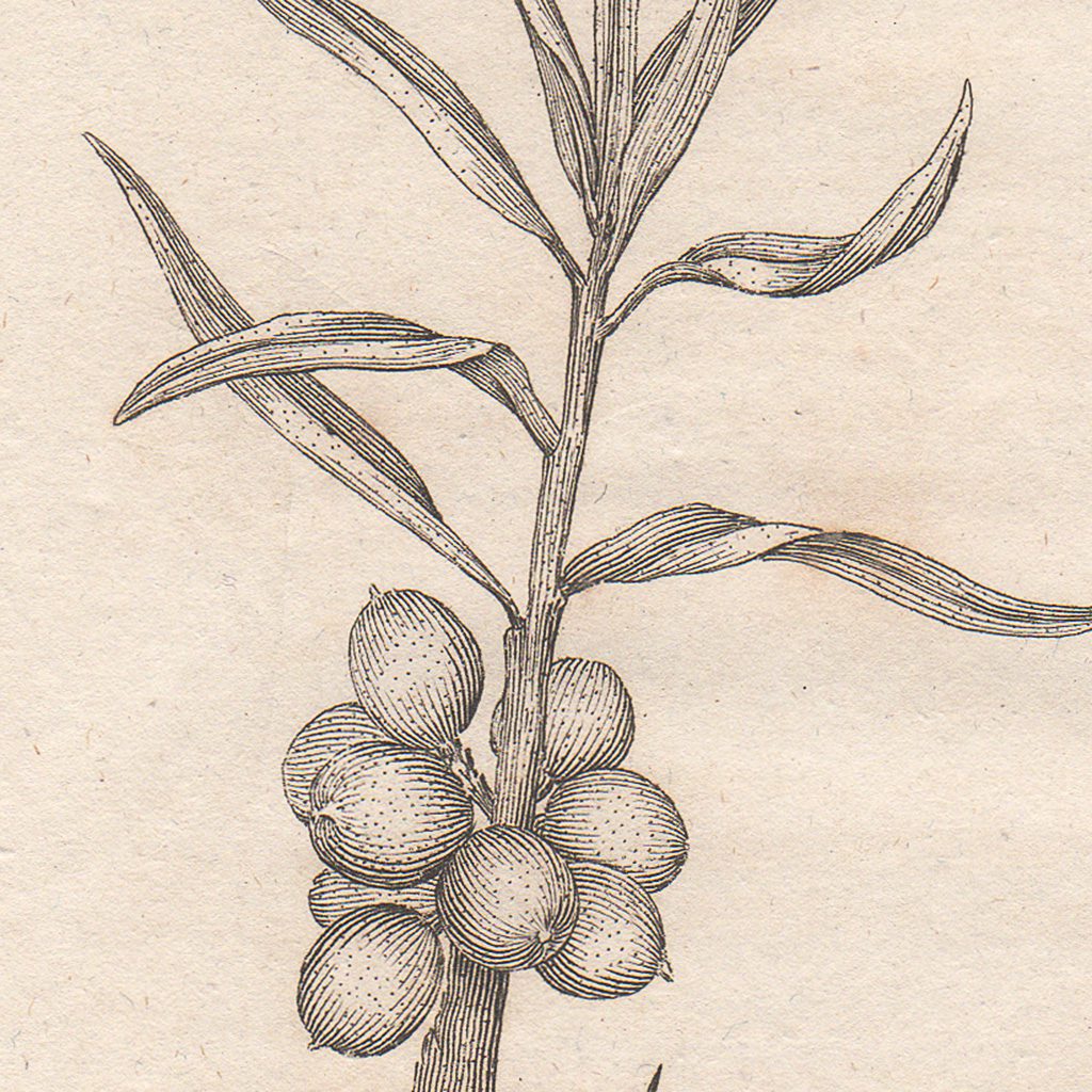 Original antique hand-colored engraving botanical print from Thornton's British Flora