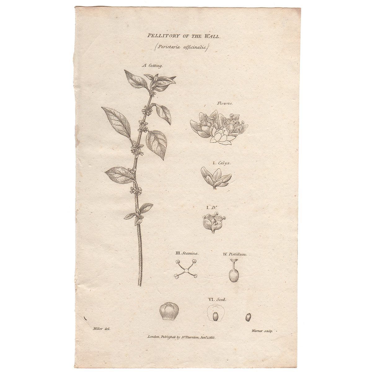 Thornton Flora Plate 96 Pellitory of the Wall