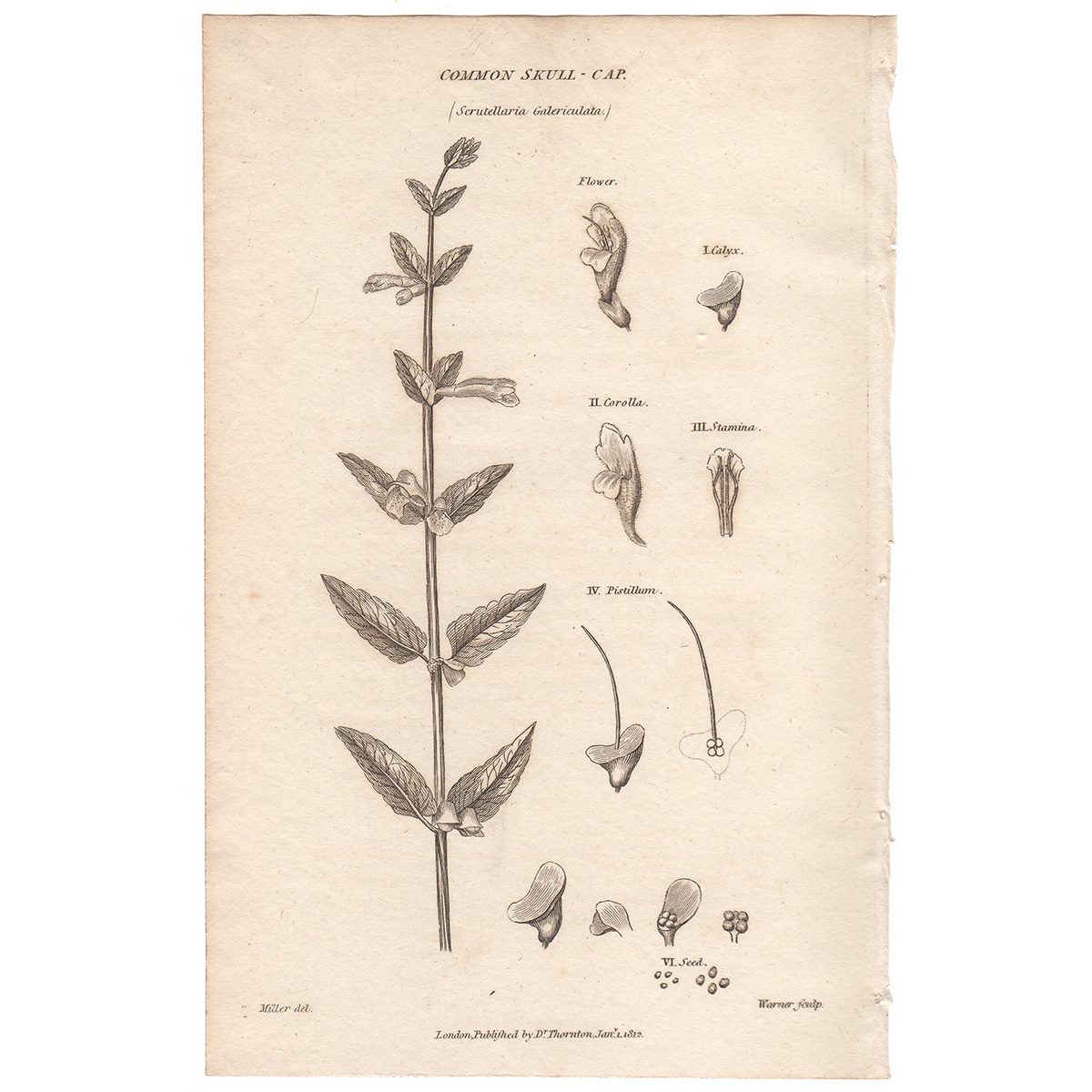 Thornton Flora Plate 103 Common Skull-cap