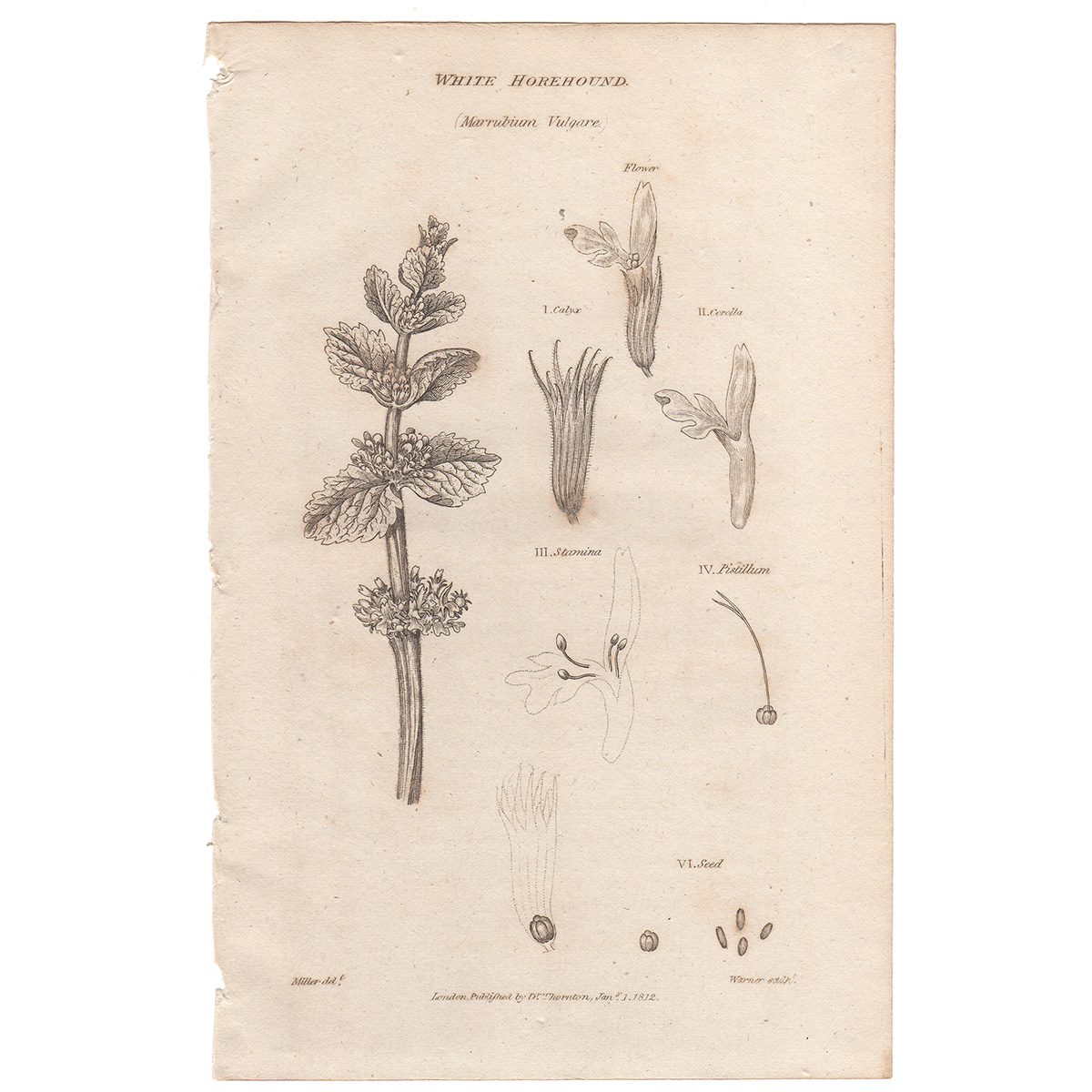 Thornton Flora Plate 108 White Horehound