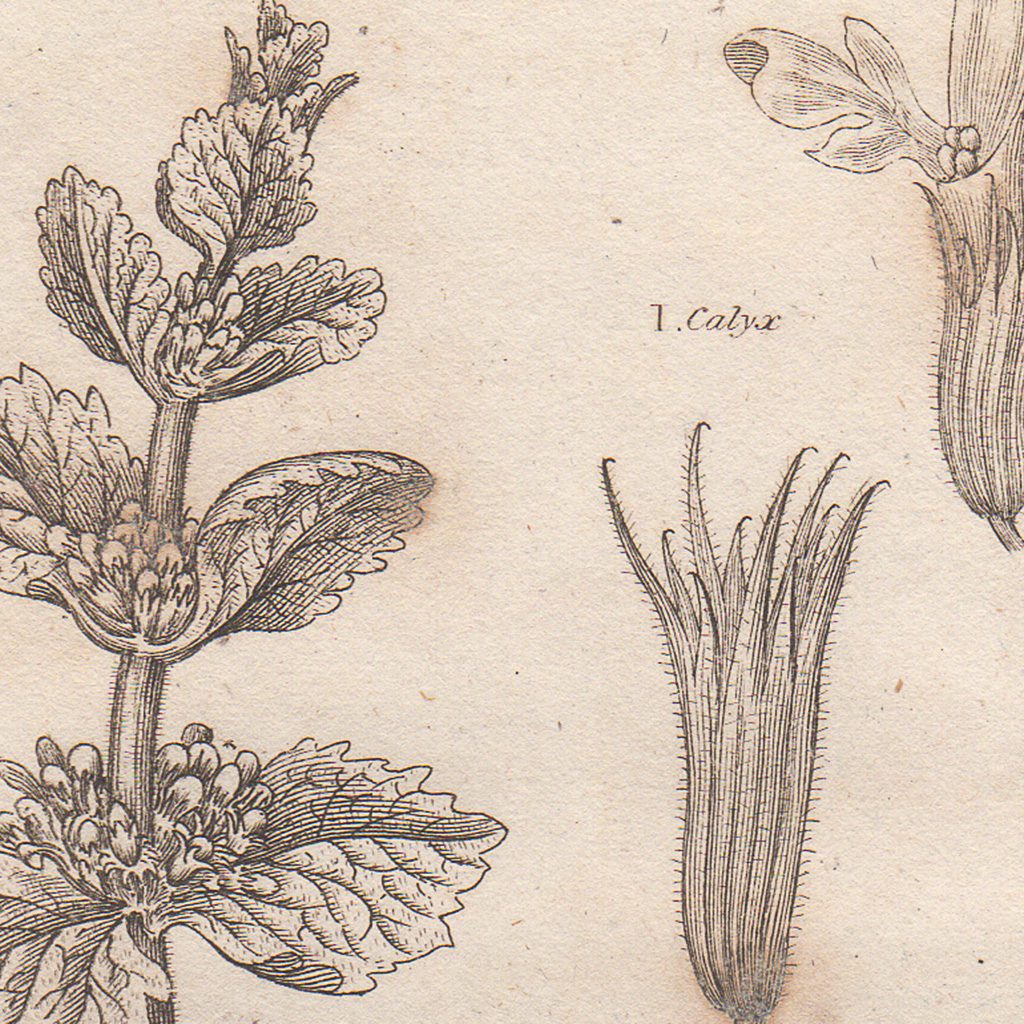 Original antique hand-colored engraving botanical print from Thornton's British Flora