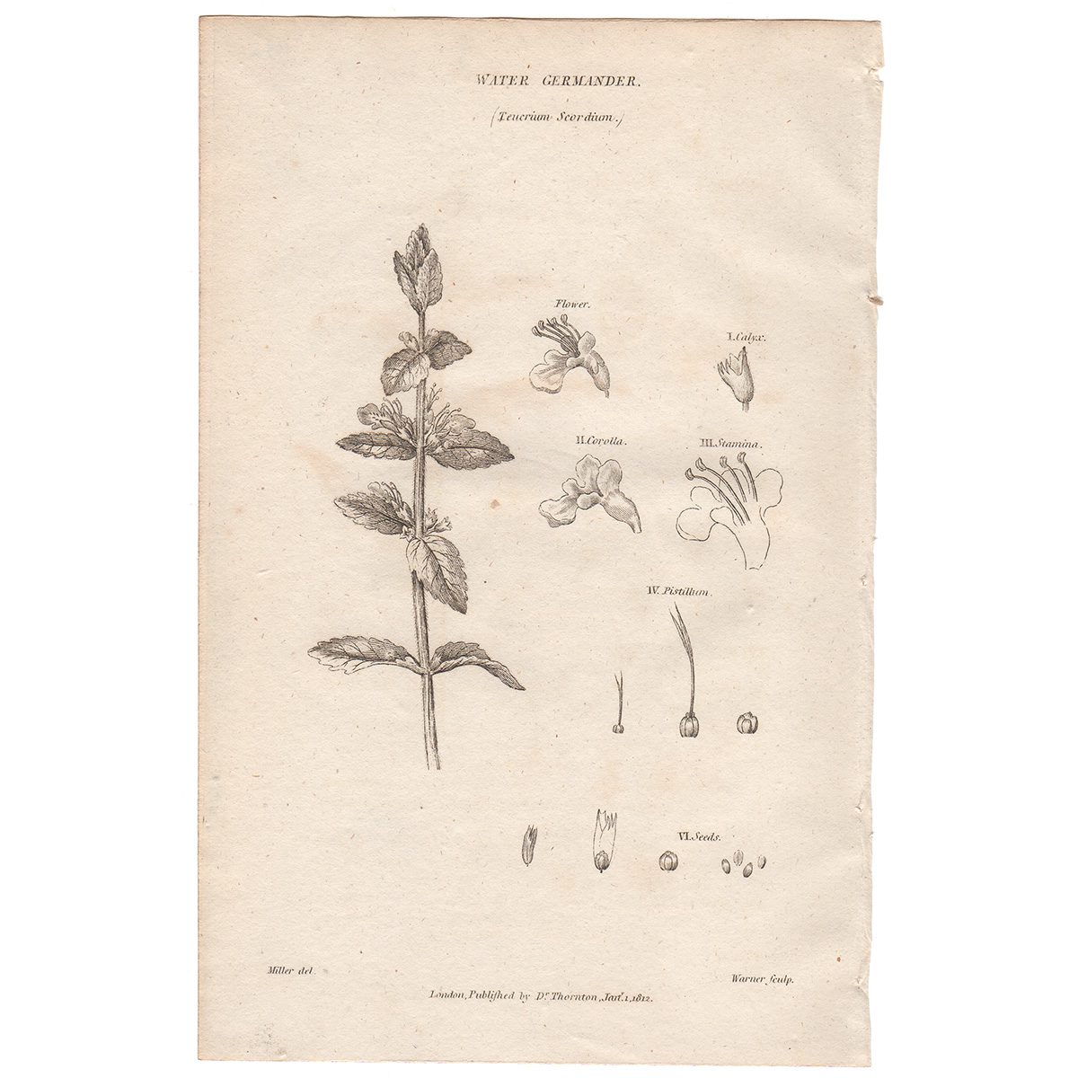 Thornton Flora Plate 109a Water Germander