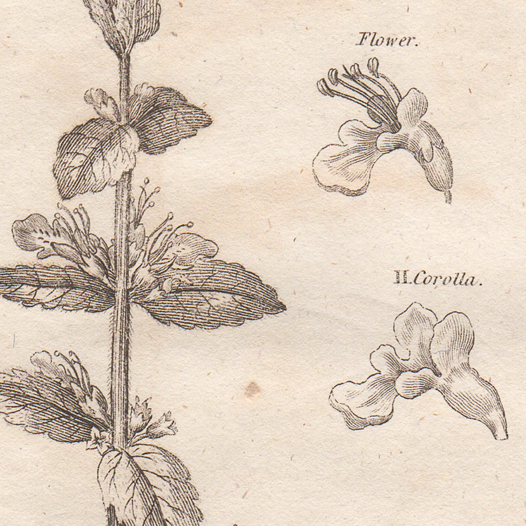 Original antique hand-colored engraving botanical print from Thornton's British Flora