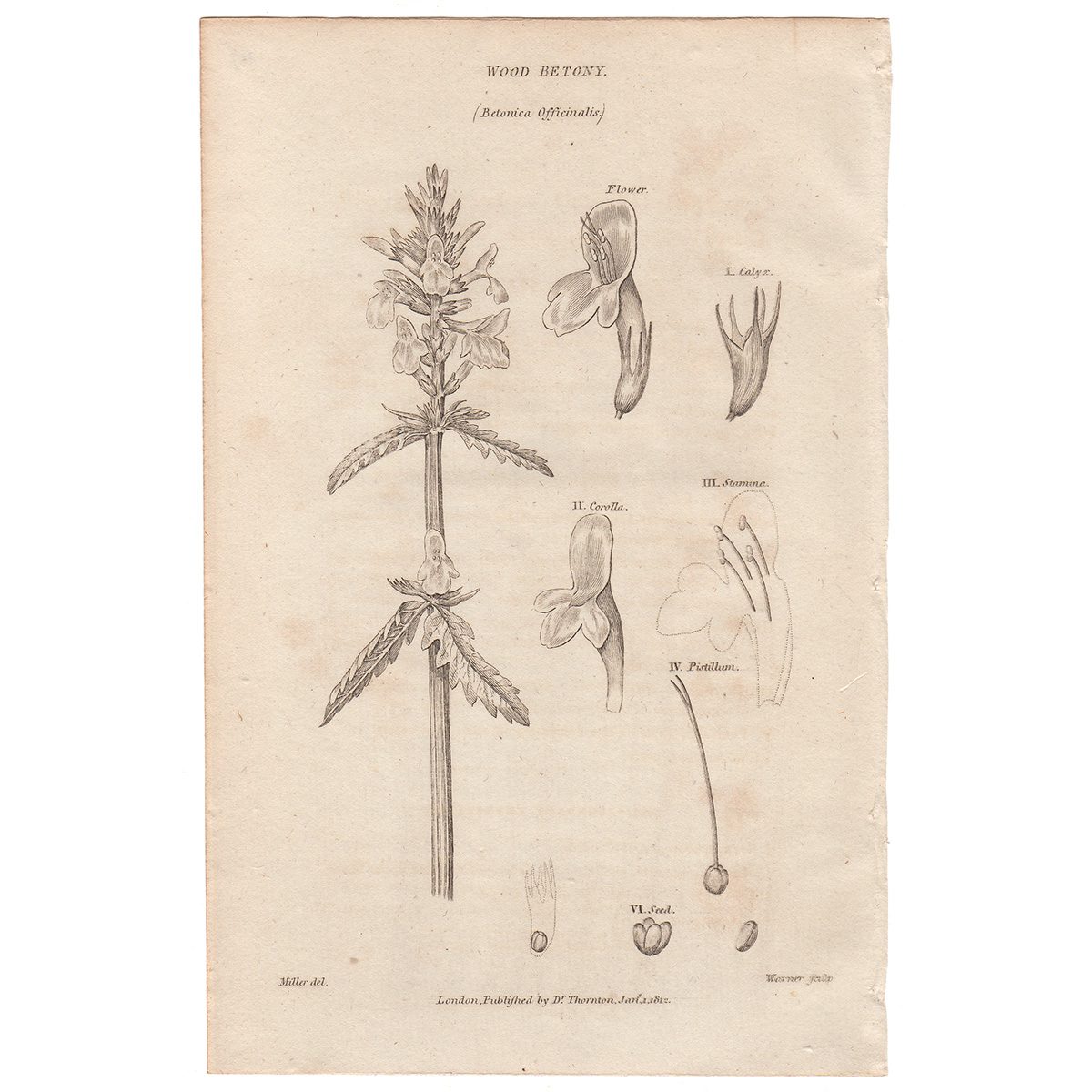 Thornton Flora Plate 111 Wood Betony