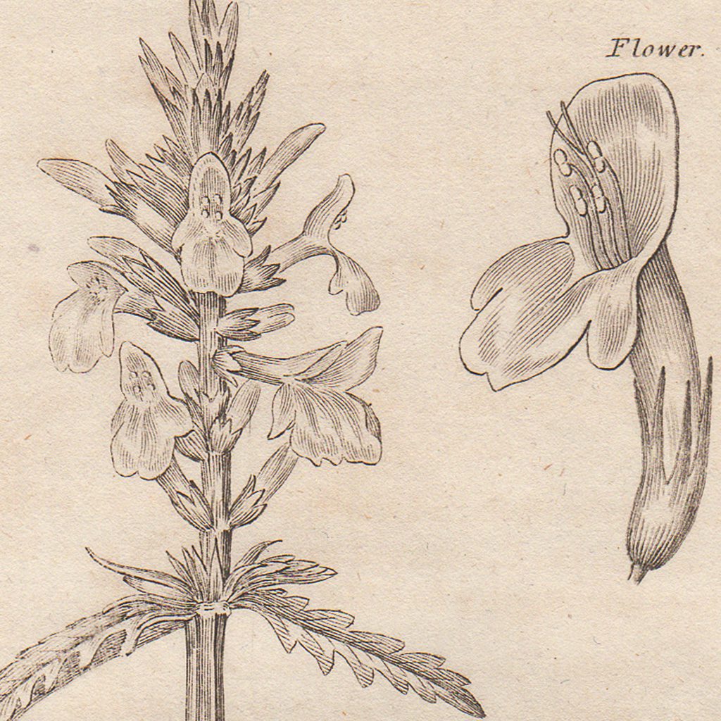 Original antique hand-colored engraving botanical print from Thornton's British Flora