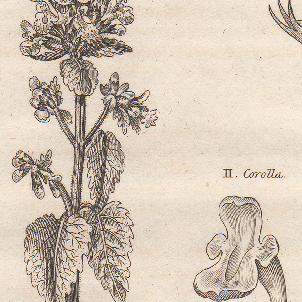 Original antique hand-colored engraving botanical print from Thornton's British Flora